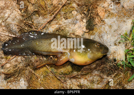 bullfrog, American bullfrog (Lithobates catesbeianus, Rana catesbeiana), tadpole, Greece, Creta Stock Photo