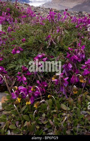 Northern Sweet Vetch, Hedysarum boreale, growing in abundance on glacial morraine of Athabasca Glacier; Columbia icefield Canada Stock Photo
