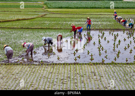 Women planting rice fields in Dali, Yunnan Province, China Stock Photo