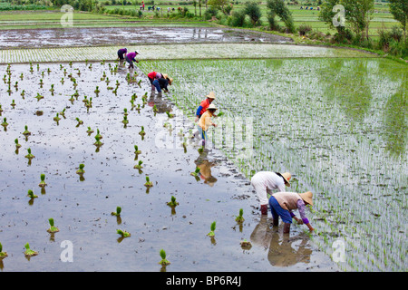 Women planting rice fields in Dali, Yunnan Province, China Stock Photo