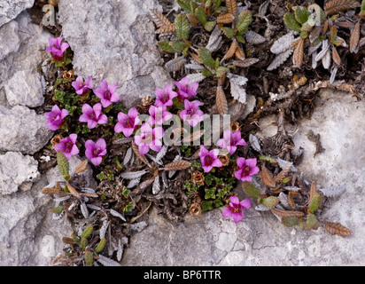 Purple Saxifrage, Saxifraga oppositifolia in high tundra, Canadian Rockies. Stock Photo