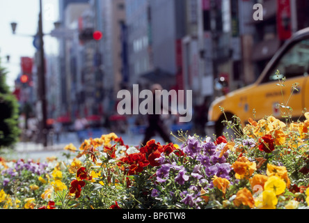 Flowerbed at Ginza, Chuo, Tokyo, Japan Stock Photo