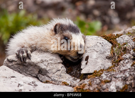 Hoary marmot, Marmota caligata above Chester Lake - Peter Lougheed Provincial Park near Kananaskis, Rockies, Canada Stock Photo