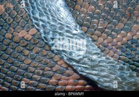 Common boa, Boa constrictor, close up of shedding skin, Stock Photo