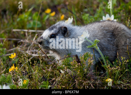 Hoary marmot, Marmota caligata above Chester Lake - Peter Lougheed Provincial Park near Kananaskis, Rockies, Canada Stock Photo