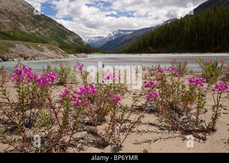 Broad-leaved Willowherb, or Fireweed, Epilobium latifolium, on North Saskatchewan River, Canada Stock Photo