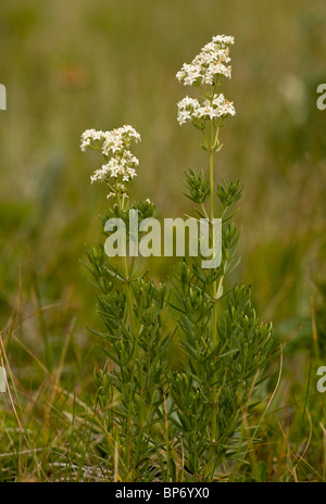 Northern Bedstraw, Galium boreale in flower. Stock Photo