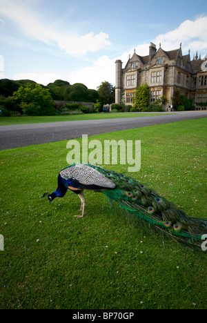 Corsham Court Wiltshire UK Peacocks Sculpture Stock Photo - Alamy