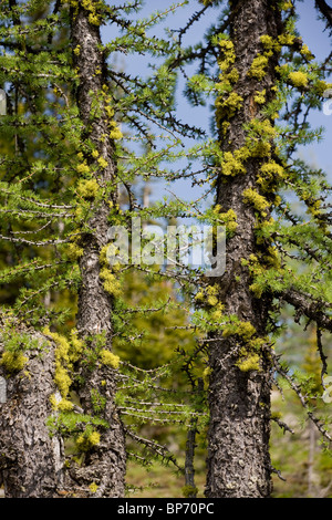 Wolf Lichen on larches, at high altitude; Canadian Rockies. Stock Photo