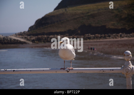 Lone seagull perching on rail, Whitby, North Yorkshire, England. Stock Photo