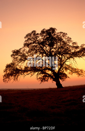 Lone Oak tree silhouetted against sunset sky, Stock Photo