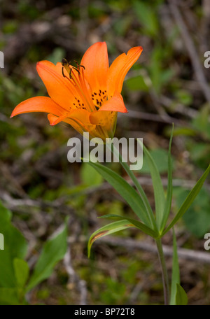 Wood Lily, Lilium philadelphicum in flower in grassland, Rockies, Canada Stock Photo