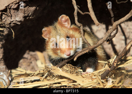 European Hamster, Black-bellied Hamster, Common Hamster (Cricetus cricetus) in its den. Stock Photo