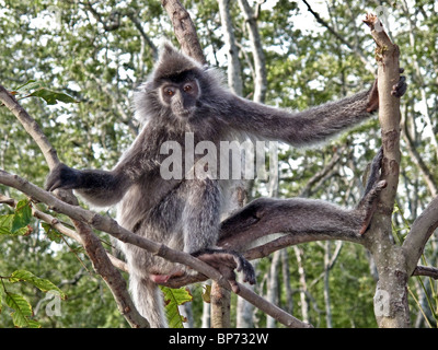 Silver leaf monkey up a tree at the Labuk Bay Proboscis Monkey Sanctuary in Sabah, Borneo Malaysia Stock Photo