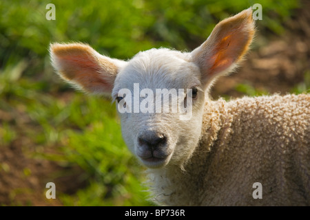 Spring near Peebles, lamb, Borders Region, Scotland Stock Photo