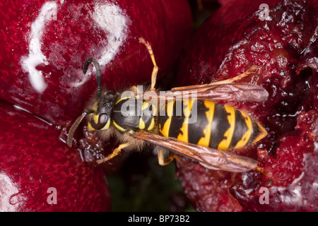 Common Wasp, Vespula vulgaris, feeding on fallen fruit, early autumn. Dorset. Stock Photo