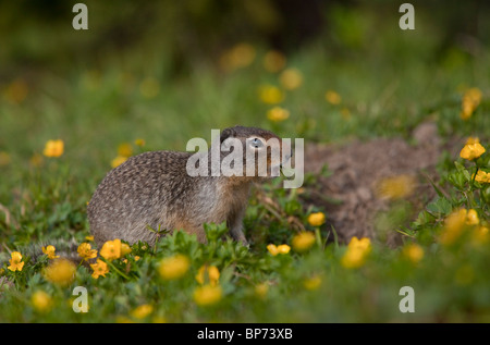 Columbian ground squirrel, Urocitellus columbianus, Rockies, Canada Stock Photo