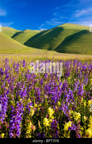 Acres of wildflowers in the Piano Grande near Castelluccio, part of the Monti Sibillini National Park, Umbria Italy Stock Photo