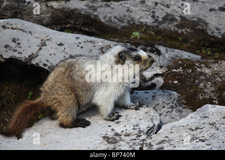 Hoary marmot, Marmota caligata above Chester Lake - Peter Lougheed Provincial Park near Kananaskis, Rockies, Canada Stock Photo