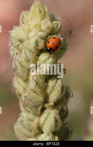 Seven-spotted lady beetle (Coccinella septempunctata) on a spent Verbascum (mullein) Stock Photo