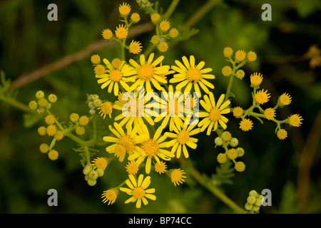Hoary Ragwort, Senecio erucifolius in flower; Dorset. Stock Photo