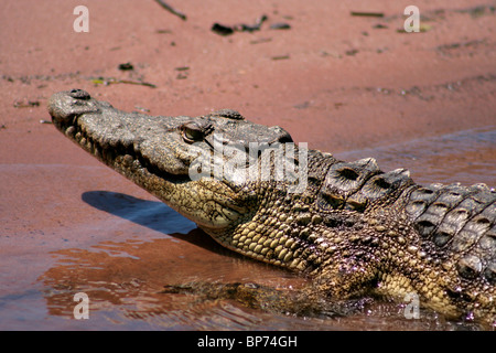 Nesting Nile Crocodile. Stock Photo