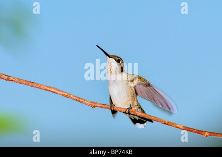 A juvenile male Ruby-throated Hummingbird, Archilochus colubris, perches on a branch against a blue sky in Oklahoma, USA. Stock Photo