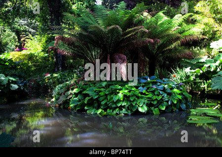 Abbotsbury Sub Tropical gardens, Dorset, England. Stock Photo