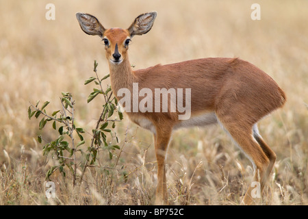 Tiny Female Steenbok Portrait, Kruger National Park, South Africa Stock Photo