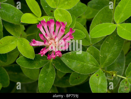 Zigzag Clover, Trifolium medium in flower, pasture, Dorset. Stock Photo