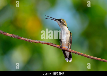 A juvenile male Ruby-throated Hummingbird, Archilochus colubris, perches on a branch and pants from the summer heat in Oklahoma, USA. Stock Photo