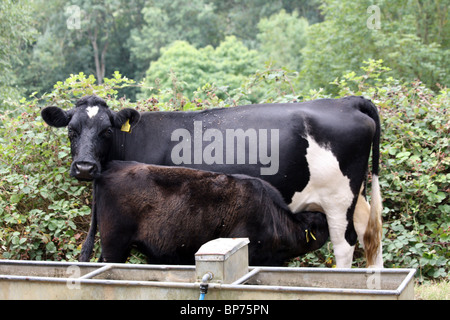 Friesian cow with calf in Streatley Stock Photo