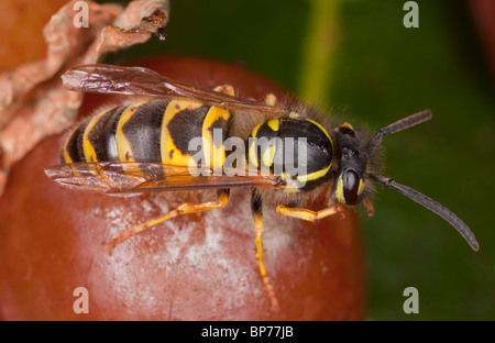 Common Wasp, Vespula vulgaris, feeding on fallen fruit, early autumn. Dorset. Stock Photo