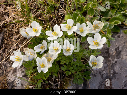 Northern Anemone, Anemone parviflora in flower, Rockies; Canada Stock Photo