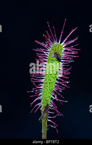 Great Sundew Drosera anglica with captured fly