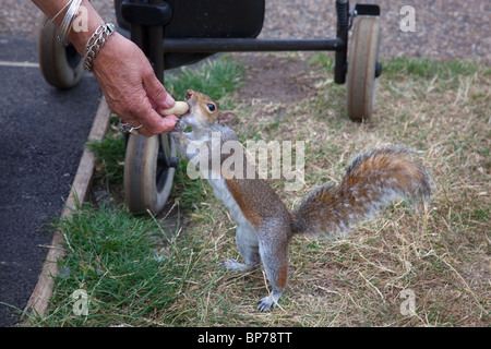 Grey Squirrel Sciurus carolinensis being fed in Regents Park London UK Summer Stock Photo