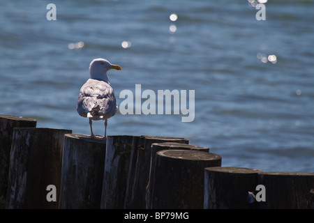 Seagull sitting on pole looking at the photographer on a summer day. Shallow dept of field (sdof) Stock Photo