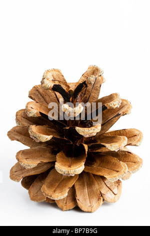 one pine cone isolated on white background Stock Photo