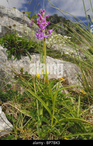 fragrant orchid (Gymnadenia conopsea), blooming orchid in the National Park Picos de Europa, Spain, Asturien, Nationalpark Pico Stock Photo