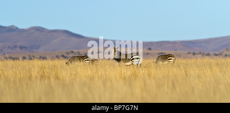 Mountain Zebras feeding on the African grass plains. Photographed in the Karoo, in South Africa Stock Photo
