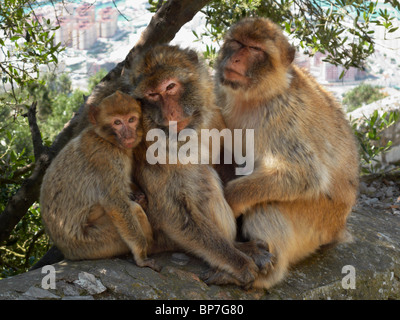 Barbary Macaques on the Rock of Gibraltar. Stock Photo