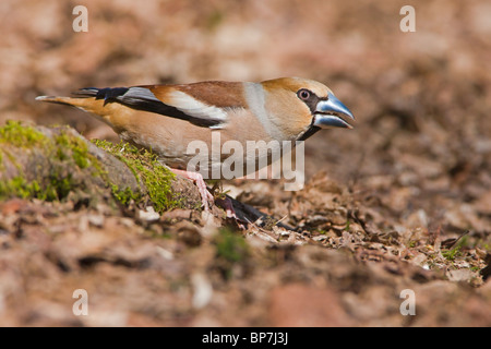 Female Hawfinch on a Hornbeam tree root in leaf litter. Stock Photo