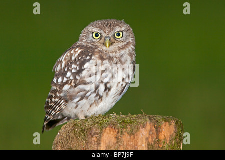 Little Owl perched on a mossy tree stump.