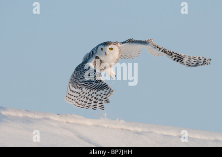 Snowy Owl (Bubo scandiacus, Nyctea scandiaca) in flight above snow.