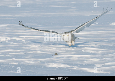 Snowy Owl (Bubo scandiacus, Nyctea scandiaca), adult about to catch a mouse.