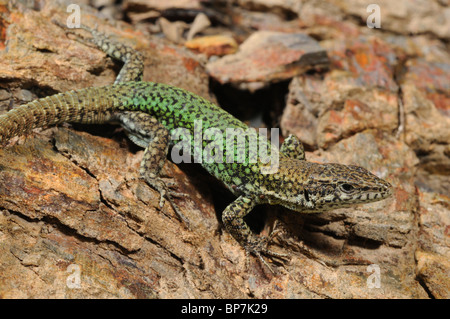 Andalusian Wall Lizard (Podarcis vaucheri), portrait, Spain, Andalusia Stock Photo
