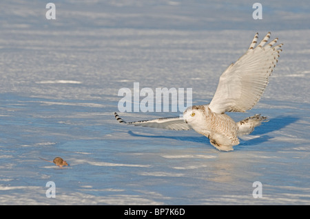 Snowy Owl (Bubo scandiacus, Nyctea scandiaca), adult about to catch a mouse.