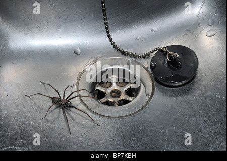 European common house spider (Eratigena atrica / Tegenaria atrica) in kitchen sink next to plug-hole Stock Photo