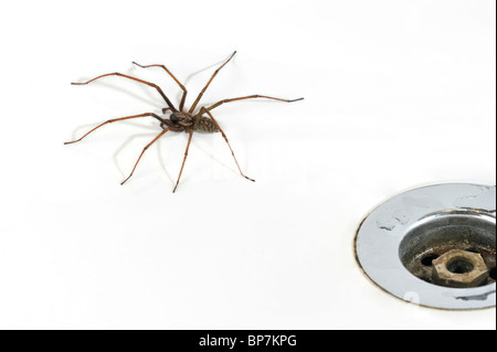 European common house spider (Eratigena atrica / Tegenaria atrica) in washbasin / sink next to plug-hole in bathroom Stock Photo