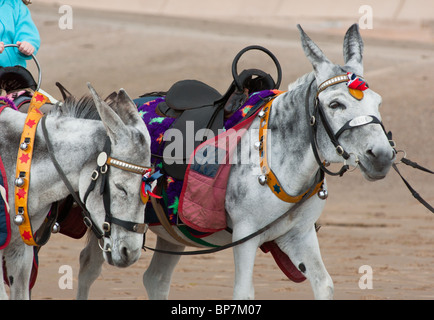 Donkeys on Blackpool beach Stock Photo